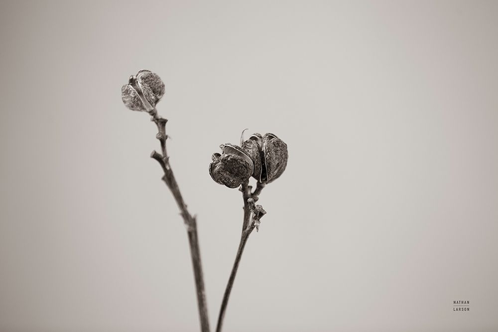 Daylily Pod Study art print by Nathan Larson for $57.95 CAD