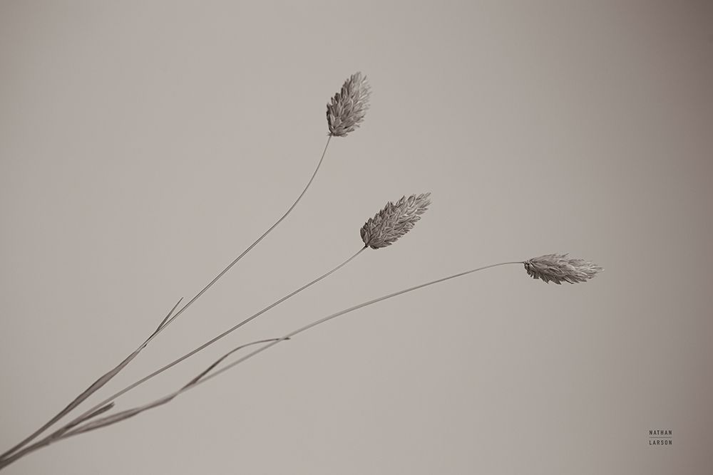 Grass Study art print by Nathan Larson for $57.95 CAD