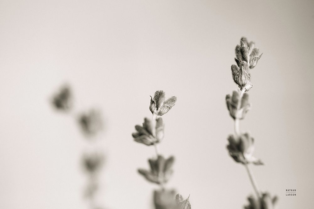 Lavender Study art print by Nathan Larson for $57.95 CAD
