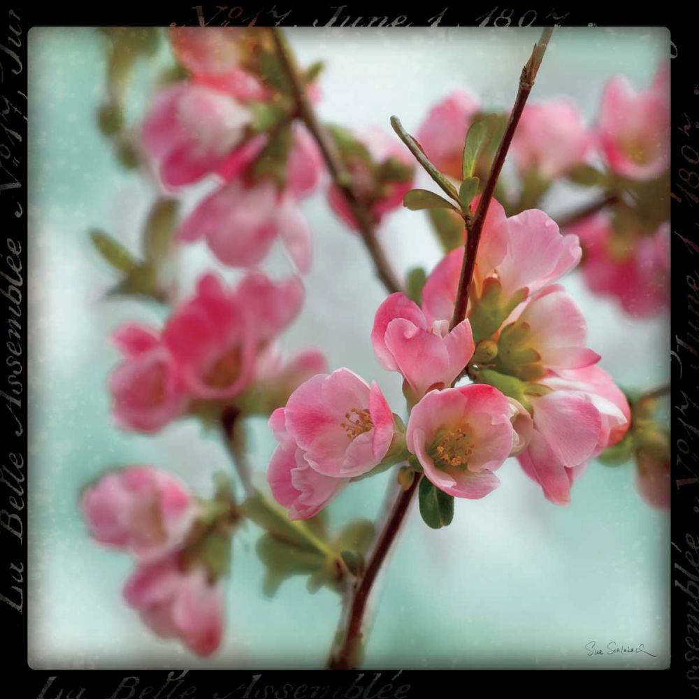 Quince Blossoms II art print by Sue Schlabach for $57.95 CAD