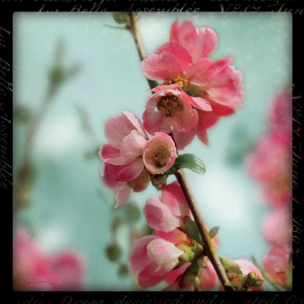 Quince Blossoms III art print by Sue Schlabach for $57.95 CAD