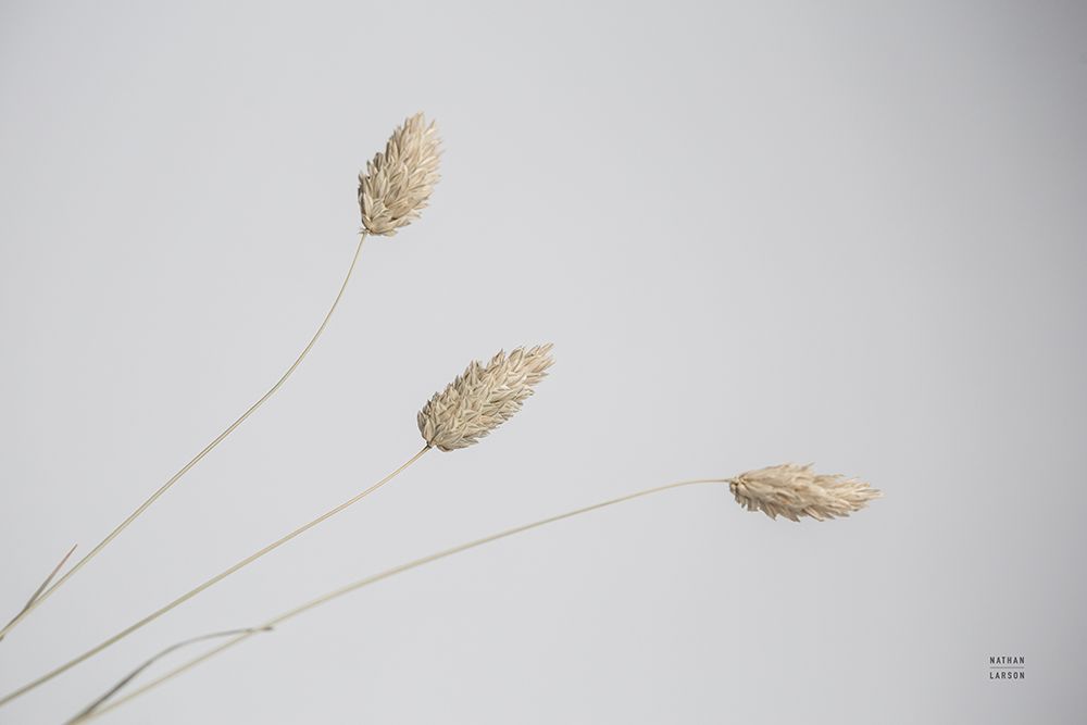 Grass Study Color art print by Nathan Larson for $57.95 CAD