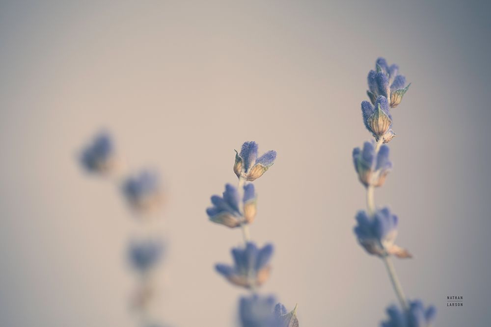 Lavender Study Color art print by Nathan Larson for $57.95 CAD