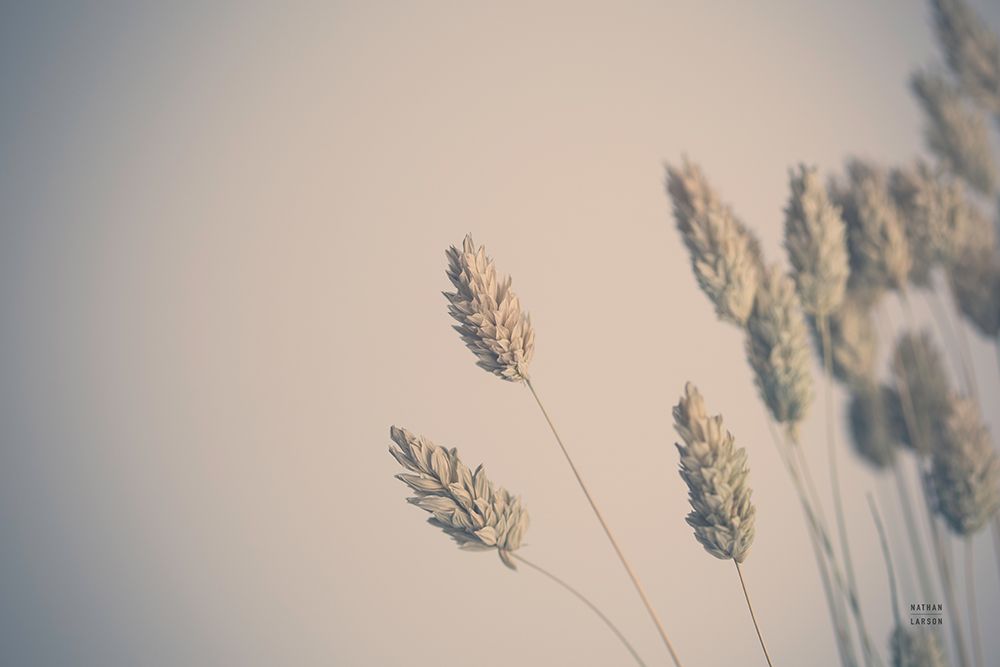 Dried Grass Study art print by Nathan Larson for $57.95 CAD