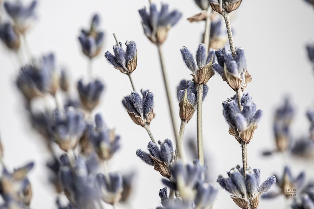 Lavender Bouquet art print by Nathan Larson for $57.95 CAD