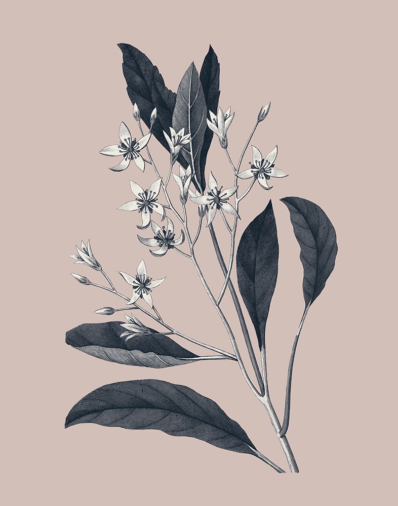 Botanical V on Pink art print by Wild Apple Portfolio for $57.95 CAD