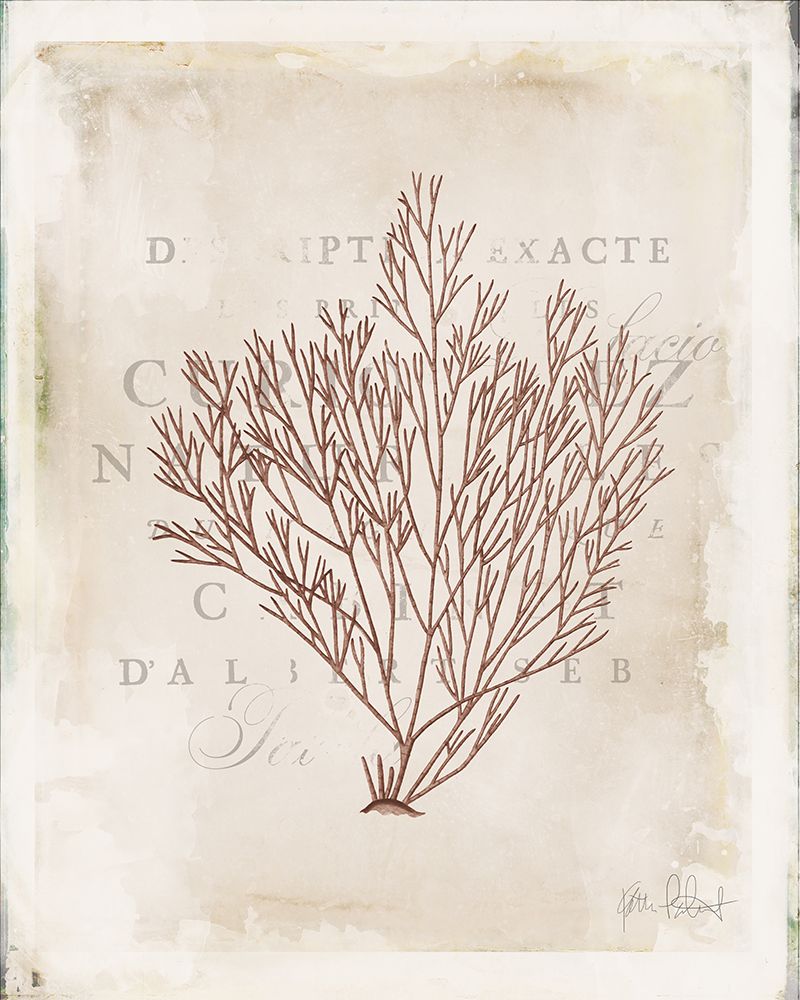 Sea Garden II Brown art print by Katie Pertiet for $57.95 CAD