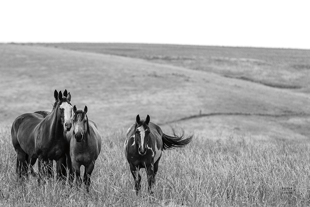 Montana Moves art print by Nathan Larson for $57.95 CAD
