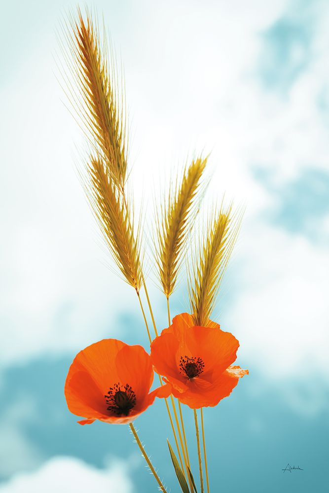 Wild Poppies art print by Aledanda for $57.95 CAD