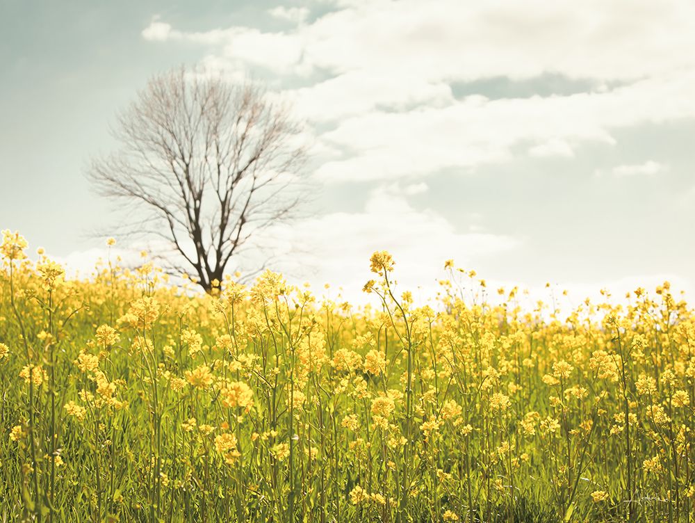 Yellow Meadow art print by Aledanda for $57.95 CAD