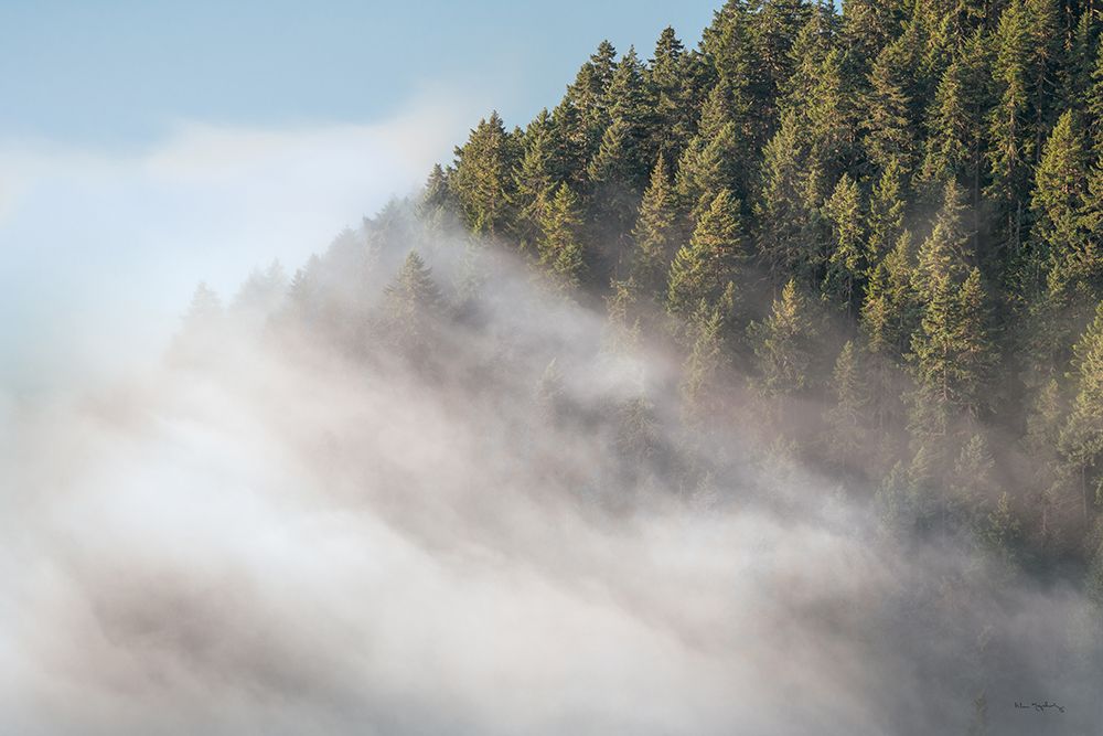 Fog and Forest I art print by Alan Majchrowicz for $57.95 CAD