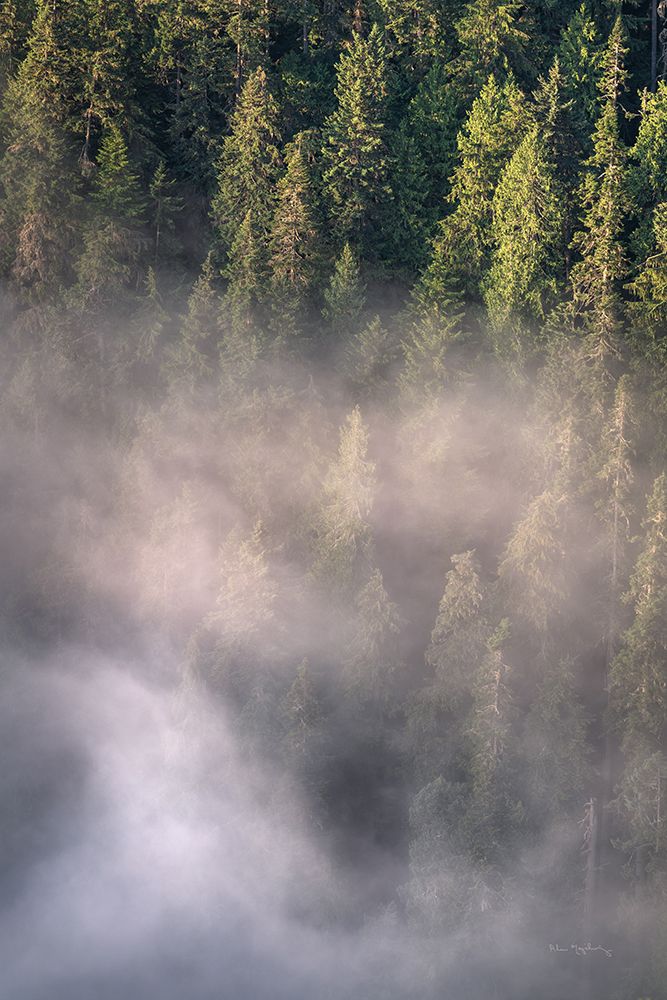 Fog and Forest II art print by Alan Majchrowicz for $57.95 CAD