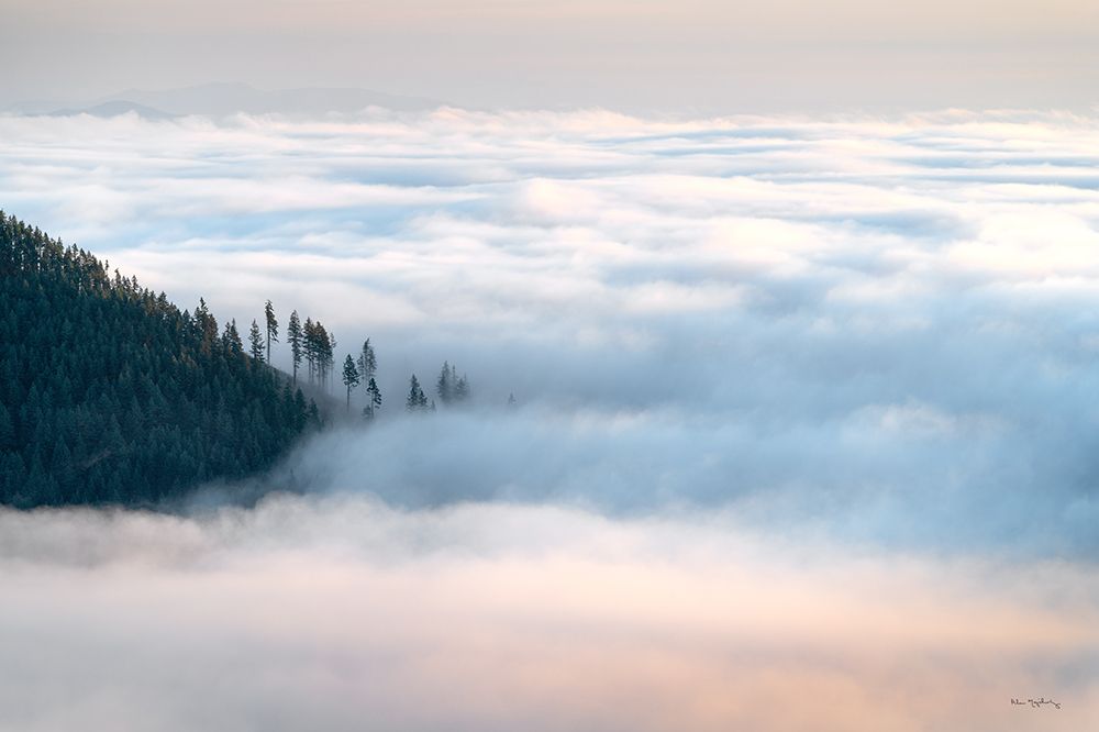 Fog and Forest III art print by Alan Majchrowicz for $57.95 CAD