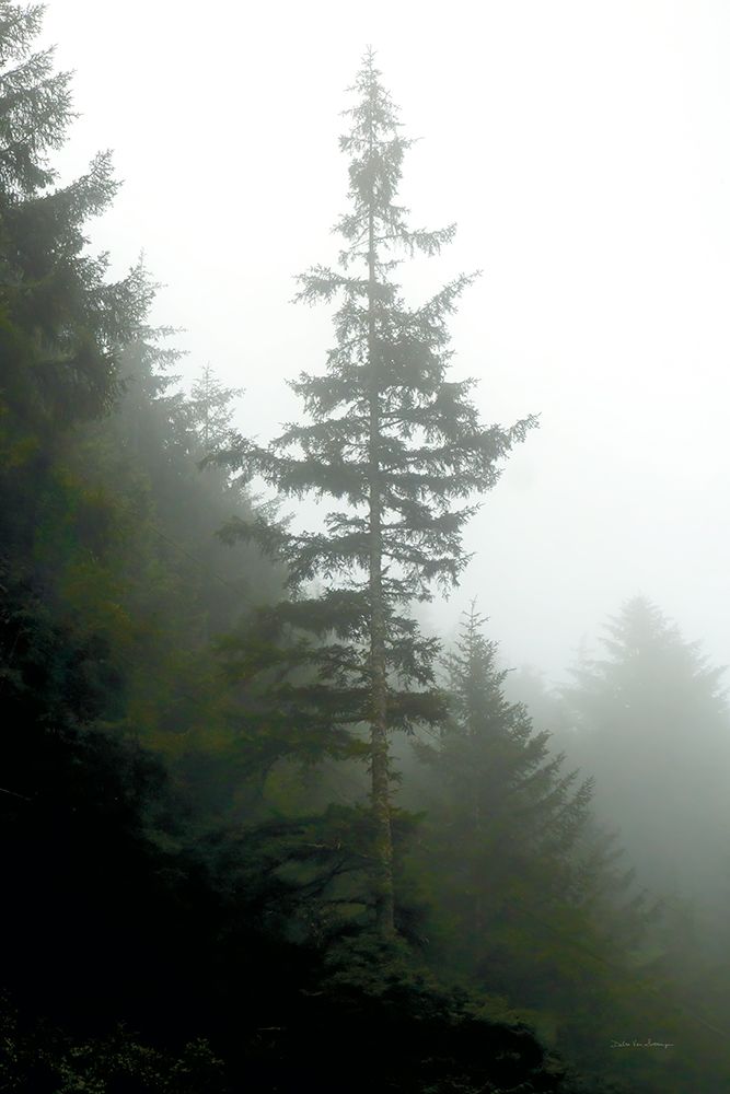 Majestic Pines I art print by Debra Van Swearingen for $57.95 CAD