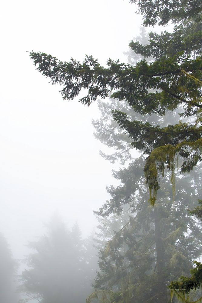 Majestic Pines II art print by Debra Van Swearingen for $57.95 CAD