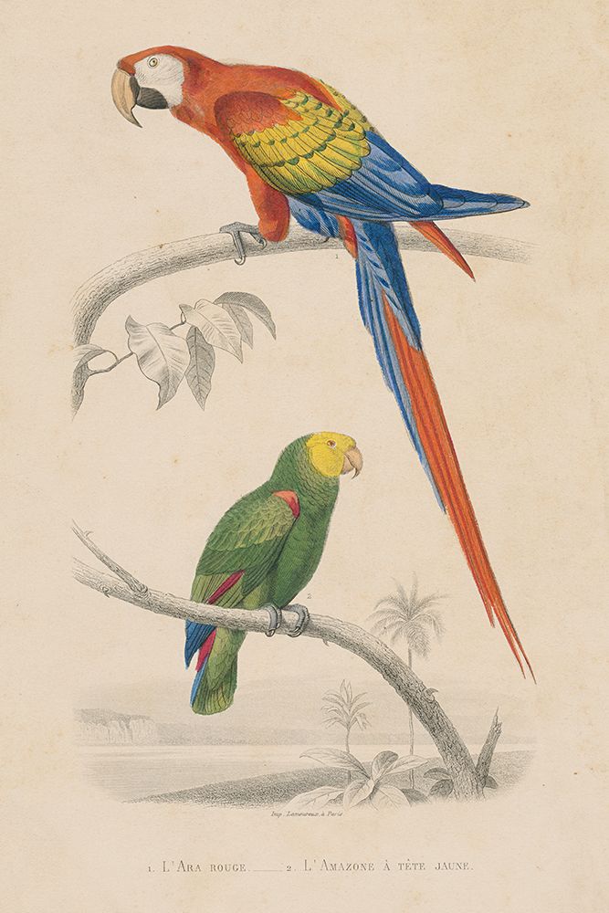 Parrot Study art print by Wild Apple Portfolio for $57.95 CAD