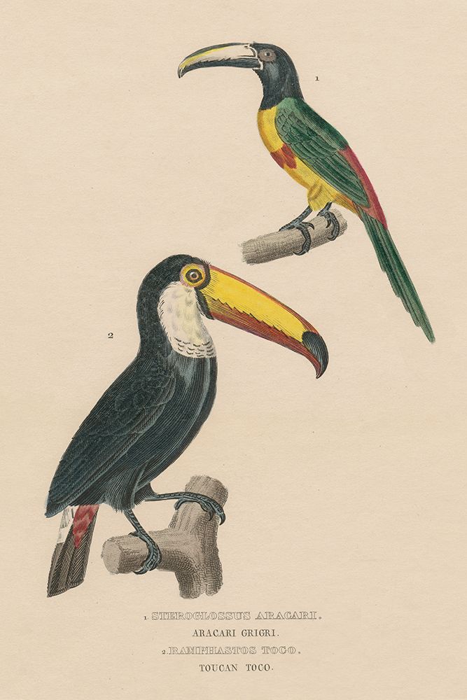 Toucan Study art print by Wild Apple Portfolio for $57.95 CAD