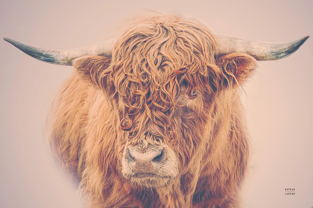 Highland in the Winter Fog art print by Nathan Larson for $57.95 CAD