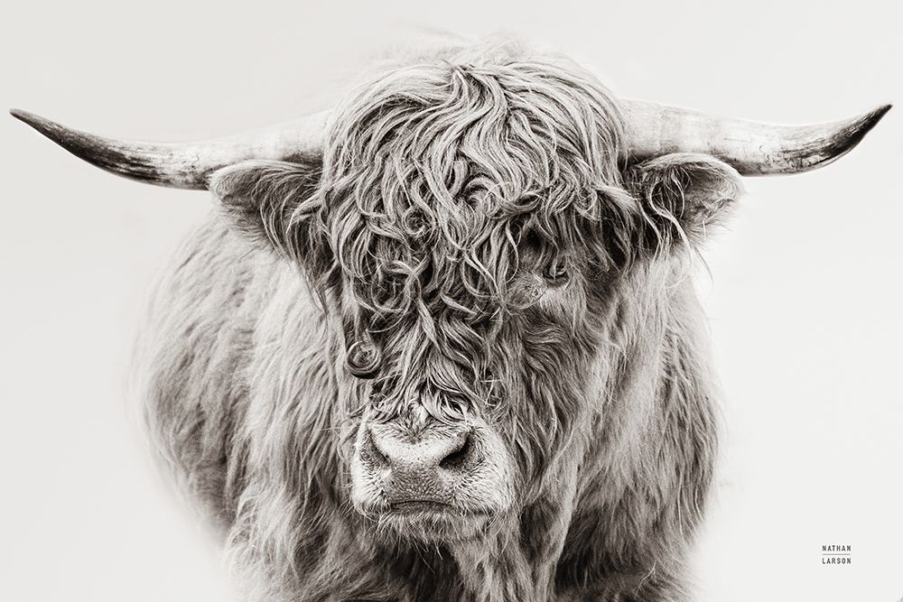 Highland in the Winter Fog BW art print by Nathan Larson for $57.95 CAD