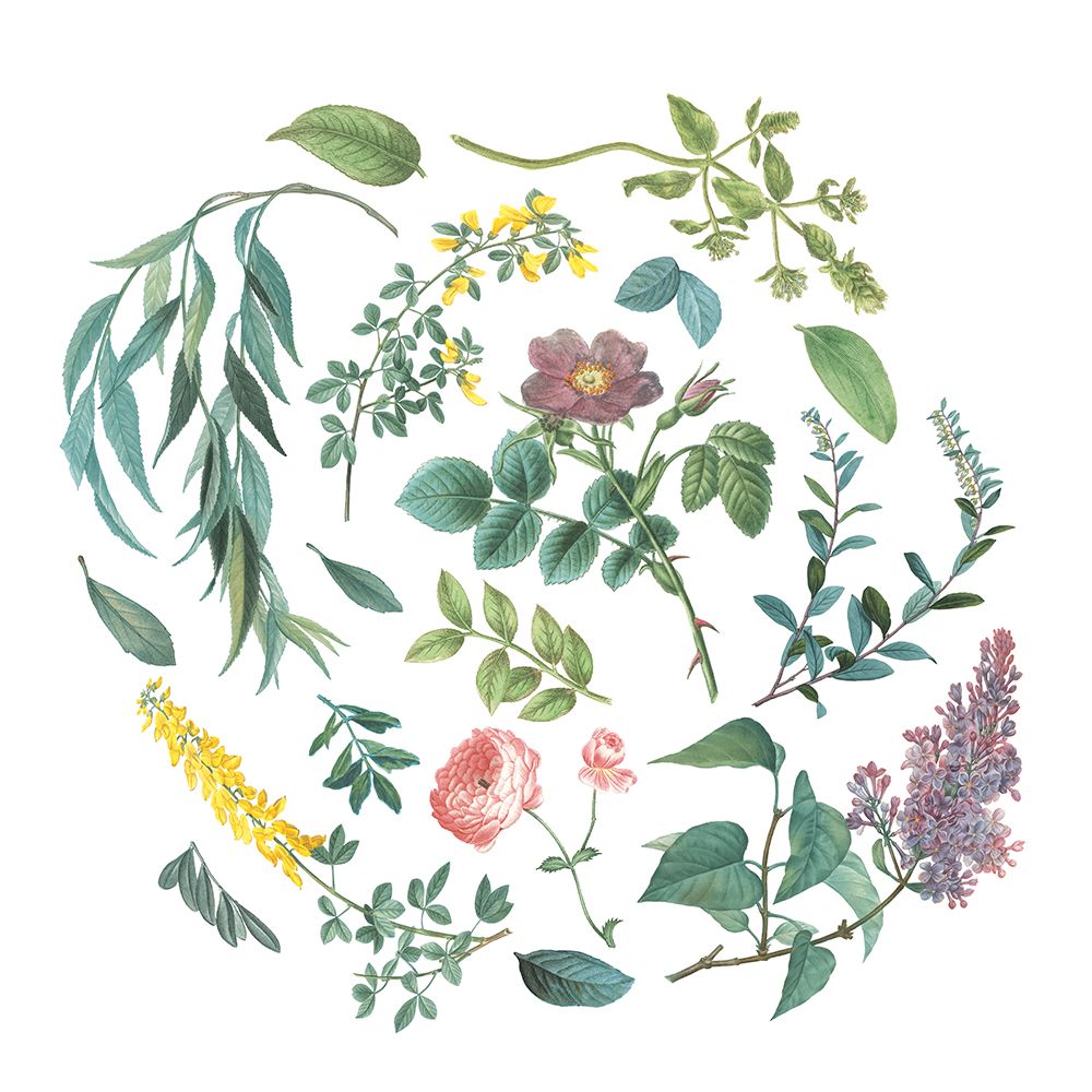 Victorian Garden Bright I art print by Wild Apple Portfolio for $57.95 CAD