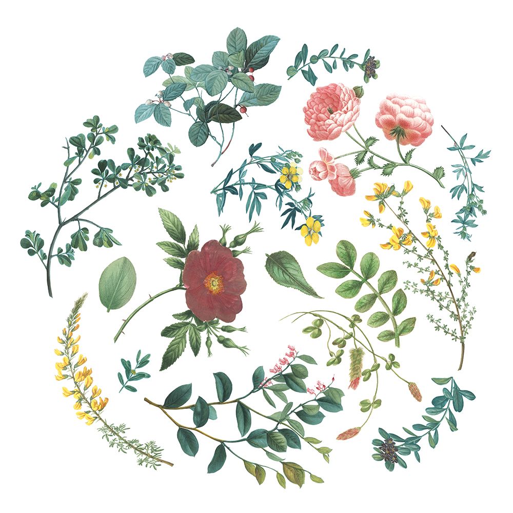Victorian Garden Bright II art print by Wild Apple Portfolio for $57.95 CAD