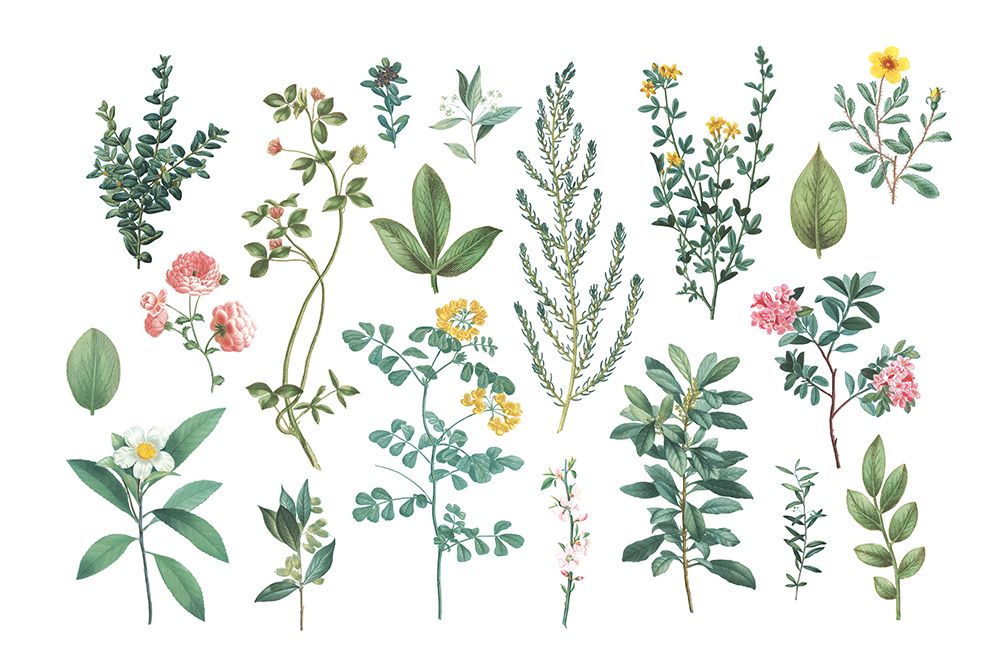 Victorian Garden Bright III art print by Wild Apple Portfolio for $57.95 CAD