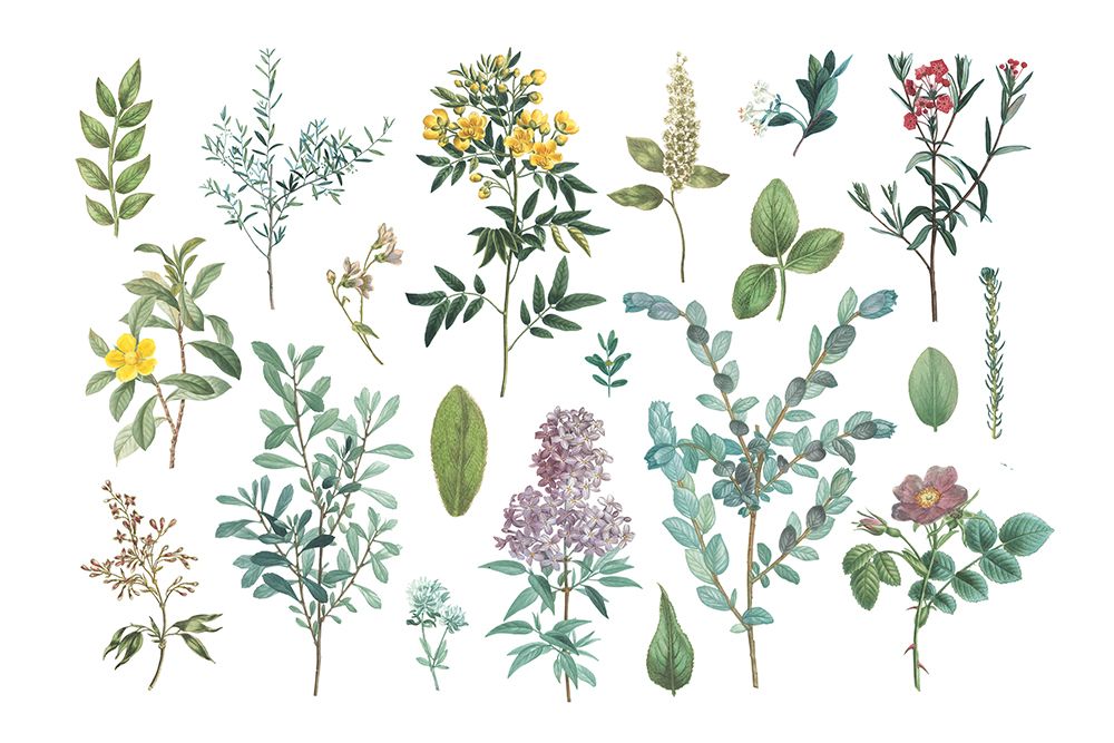 Victorian Garden Bright IV art print by Wild Apple Portfolio for $57.95 CAD