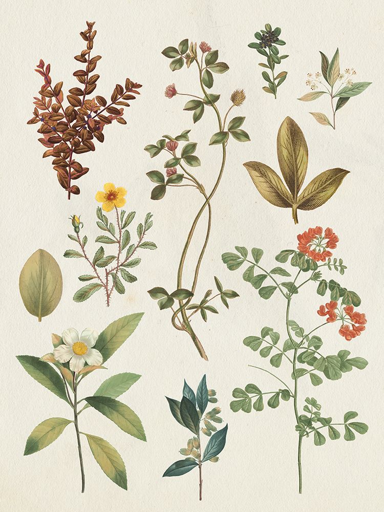 Victorian Garden III Autumn Crop I art print by Wild Apple Portfolio for $57.95 CAD