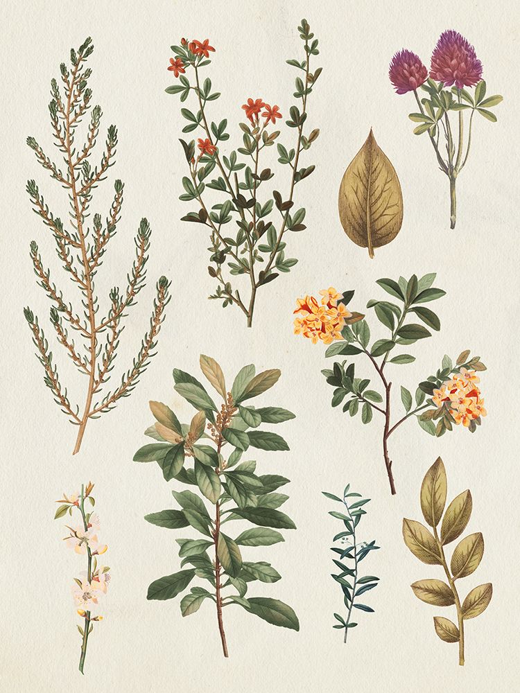 Victorian Garden III Autumn Crop II art print by Wild Apple Portfolio for $57.95 CAD
