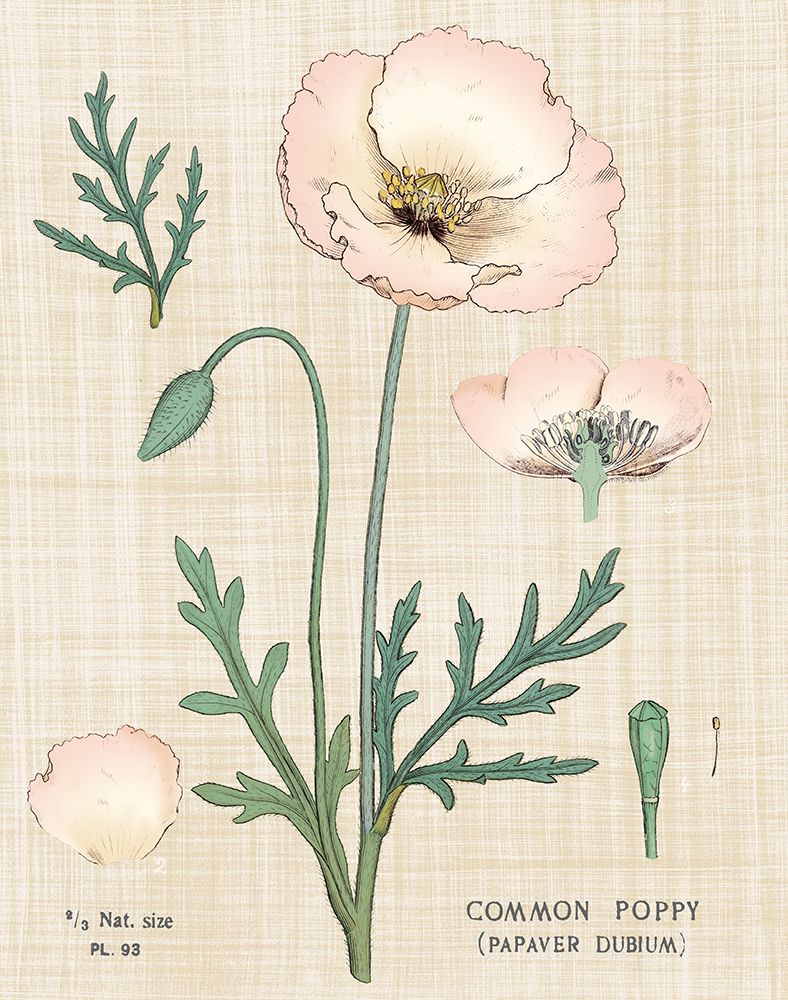 Poppy Chart Linen art print by Sue Schlabach for $57.95 CAD
