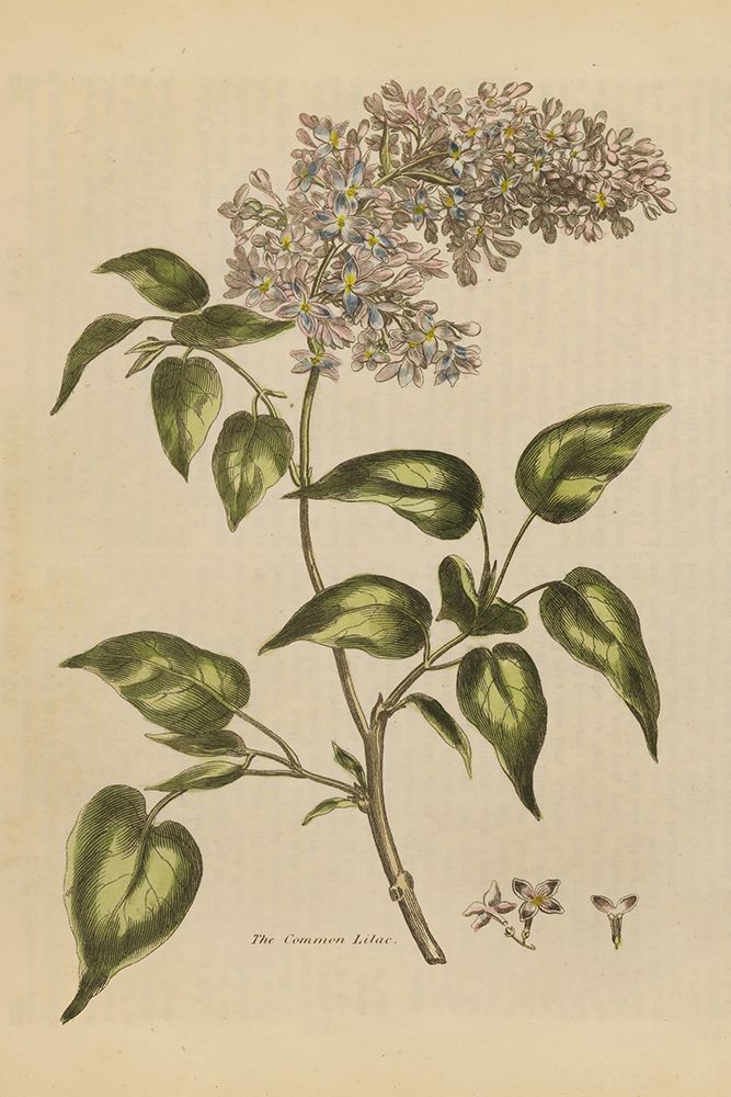 Herbal Botanical I Crop II art print by Wild Apple Portfolio for $57.95 CAD