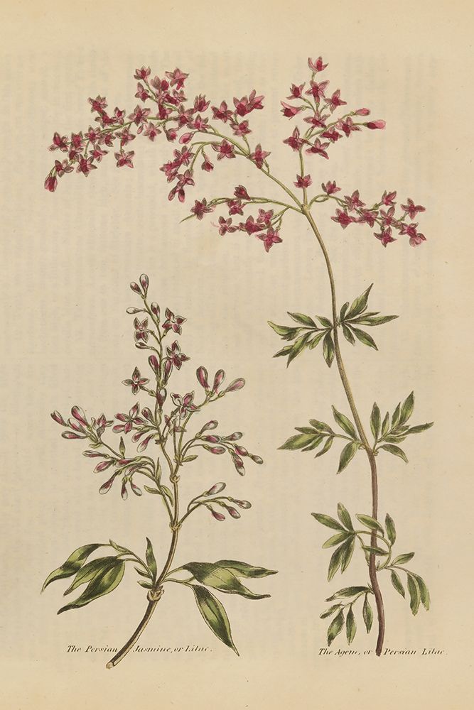 Herbal Botanical I Crop III art print by Wild Apple Portfolio for $57.95 CAD