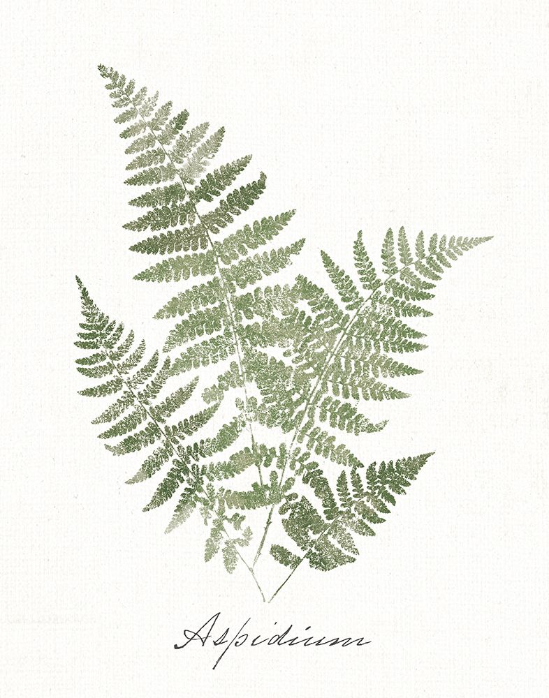 Vintage Ferns IX no Border White art print by Wild Apple Portfolio for $57.95 CAD