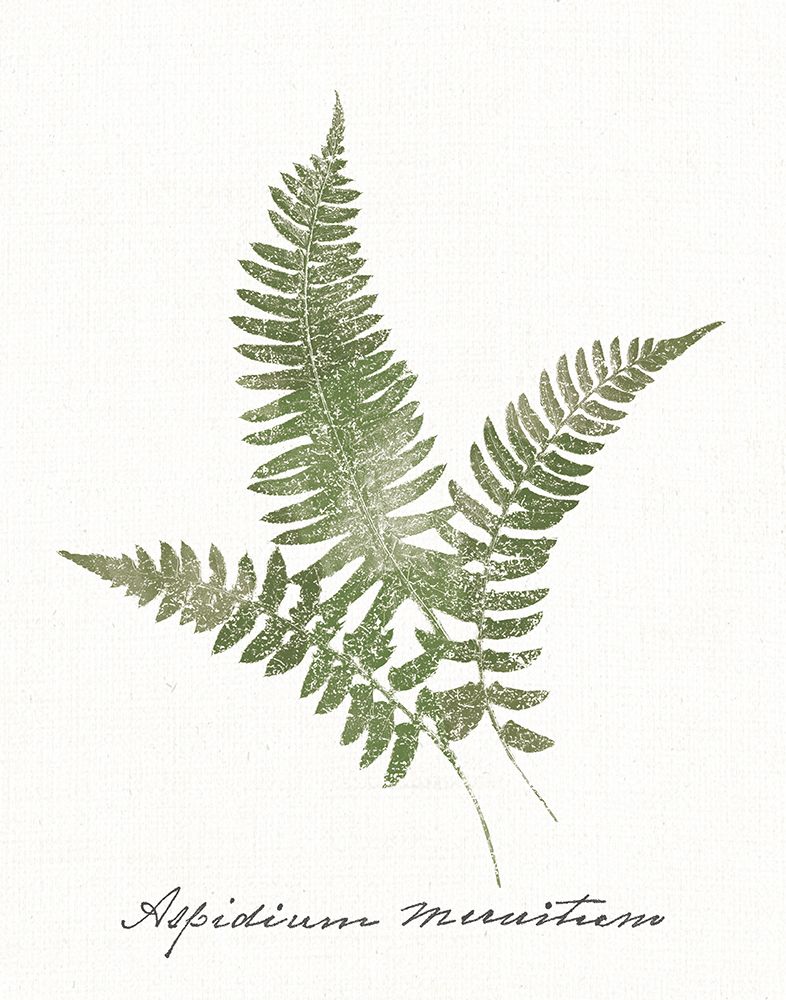 Vintage Ferns X no Border White art print by Wild Apple Portfolio for $57.95 CAD