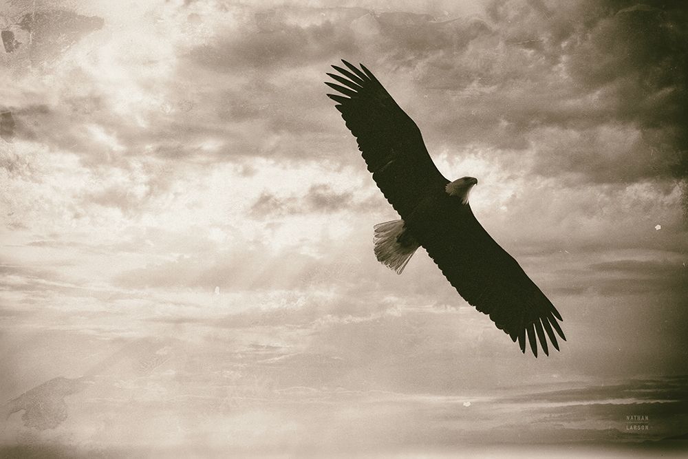 Sunray Eagle art print by Nathan Larson for $57.95 CAD