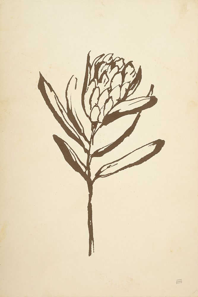 Vintage Line Protea I art print by Chris Paschke for $57.95 CAD