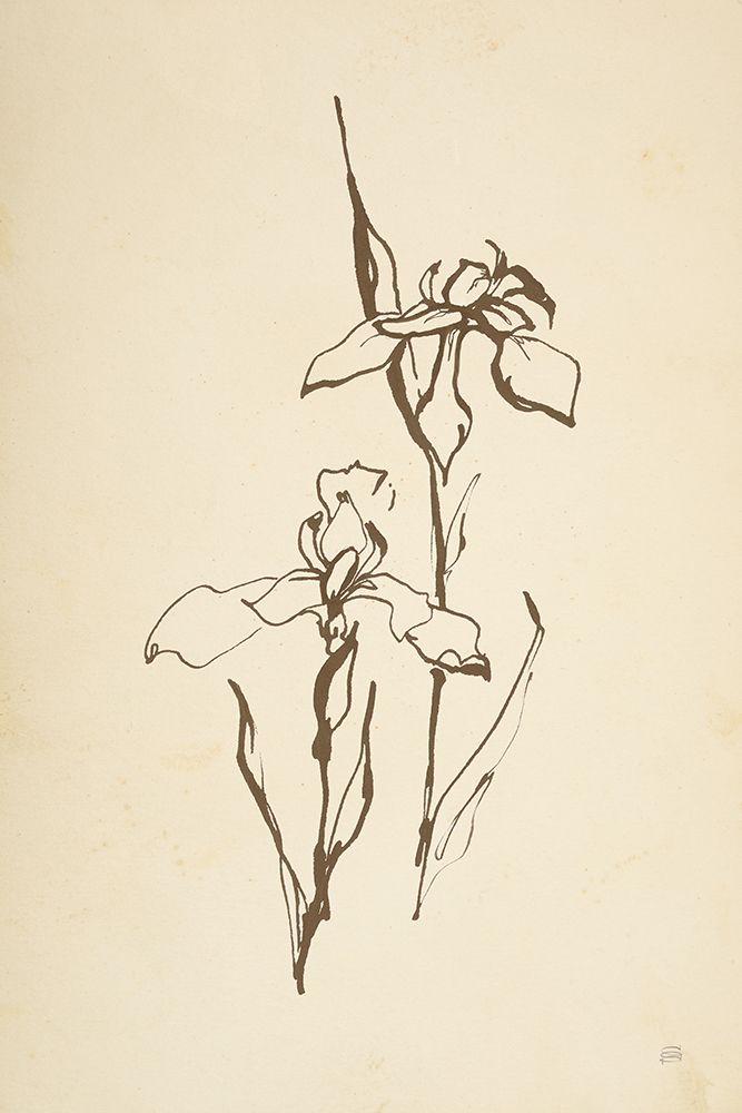 Vintage Line Iris II art print by Chris Paschke for $57.95 CAD