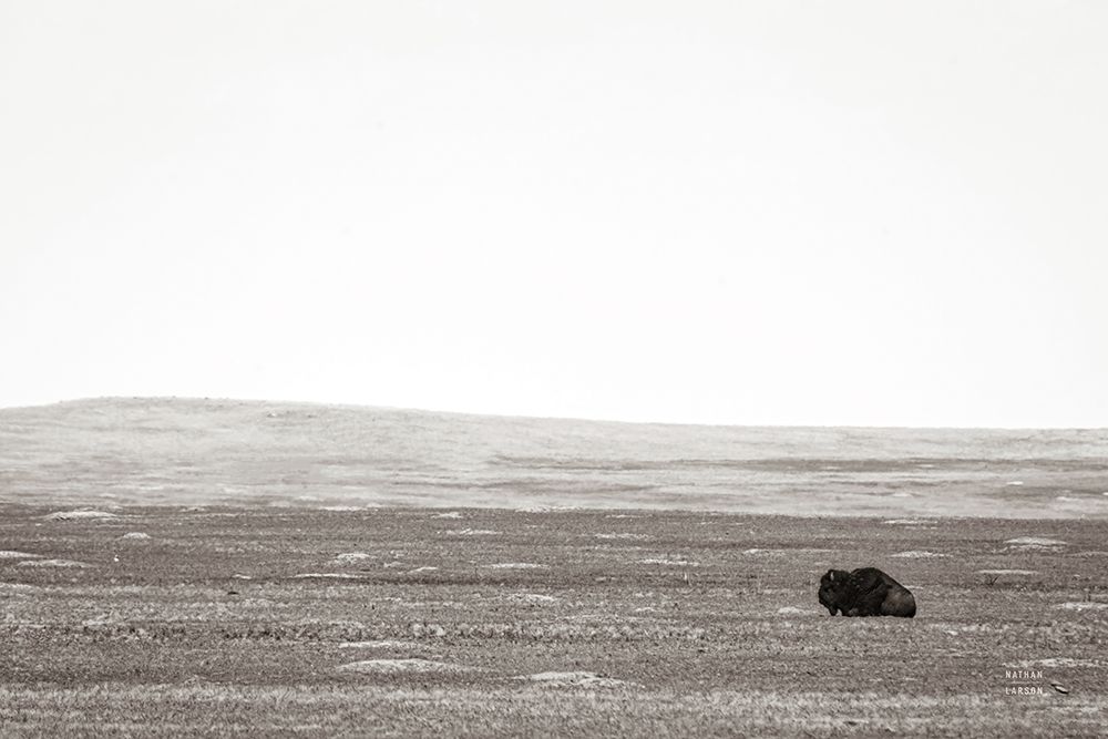 Badlands Guard art print by Nathan Larson for $57.95 CAD