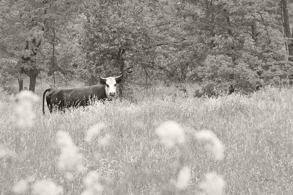 Summer Farm II BW art print by Sue Schlabach for $57.95 CAD