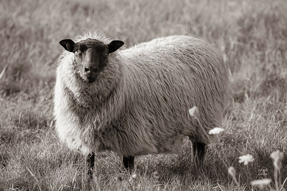 Sepia Sheep art print by Nathan Larson for $57.95 CAD