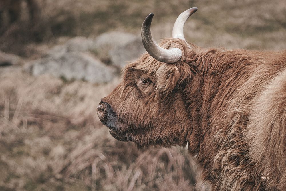 Highland Cow on Watch Faded art print by Nathan Larson for $57.95 CAD