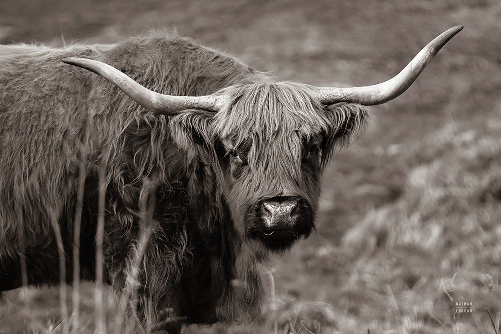 Highland Spring art print by Nathan Larson for $57.95 CAD