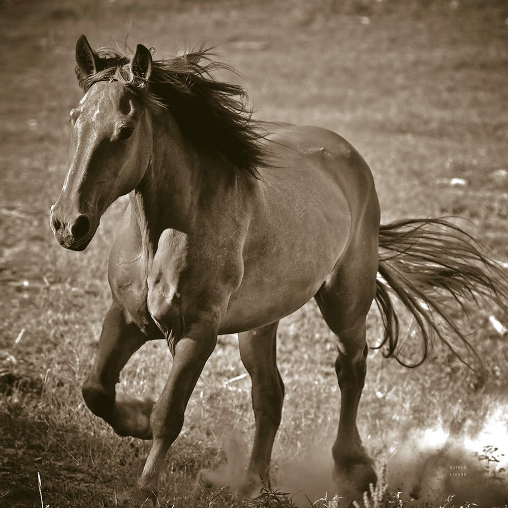 Horse Runner Sepia art print by Nathan Larson for $57.95 CAD