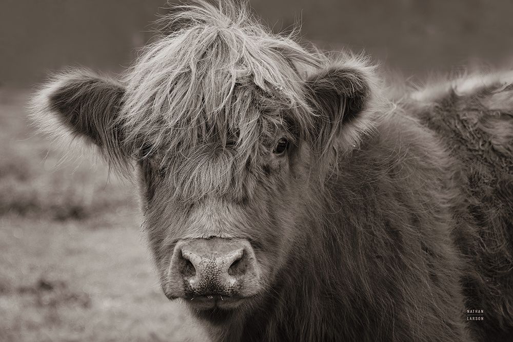 Highland Cow Do Neutral art print by Nathan Larson for $57.95 CAD