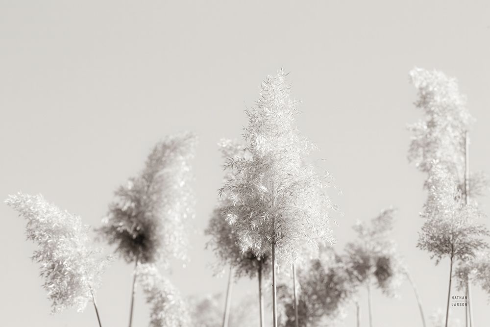In the Wind I art print by Nathan Larson for $57.95 CAD