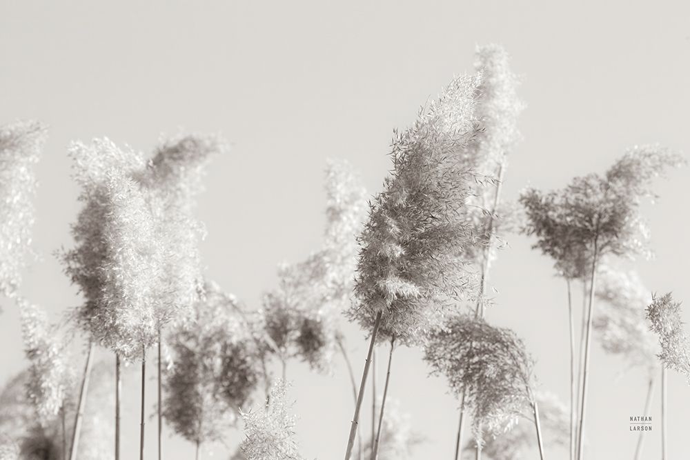 In the Wind II art print by Nathan Larson for $57.95 CAD