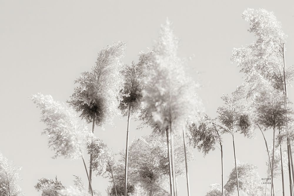 In the Wind III art print by Nathan Larson for $57.95 CAD