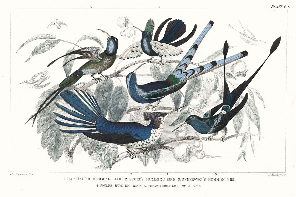 Hummingbirds Chart Providence art print by Wild Apple Portfolio for $57.95 CAD