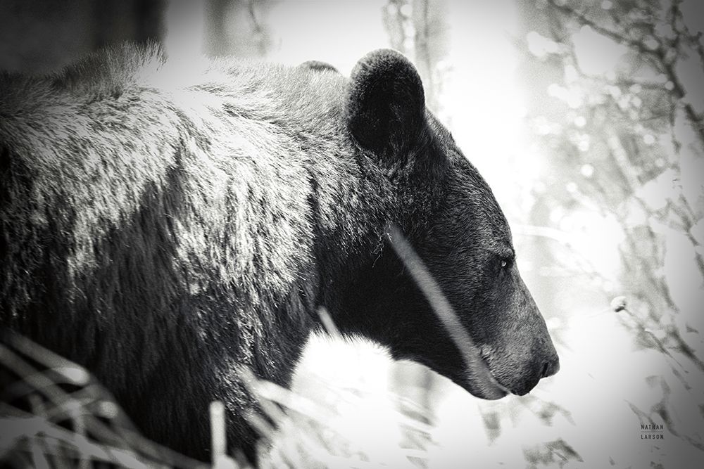 Bear Emerging art print by Nathan Larson for $57.95 CAD