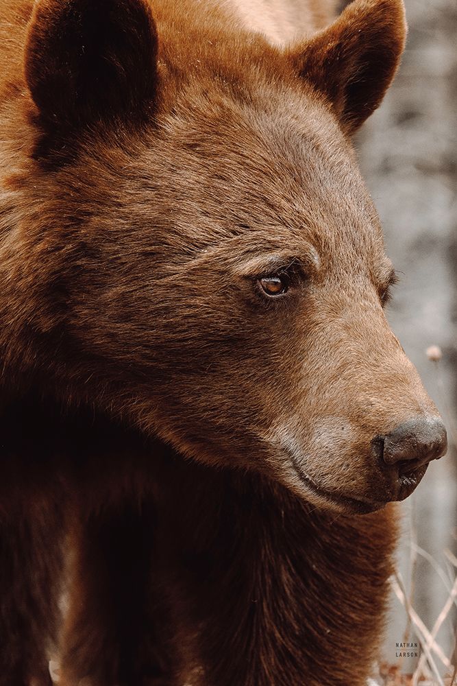 Bear Profile I art print by Nathan Larson for $57.95 CAD